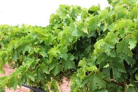 green vine leaves on the wall