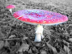 red toxic fly agaric mushroom
