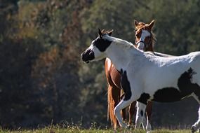 two spotted horses in summer pasture