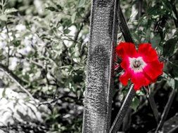 red rose blossom in the garden