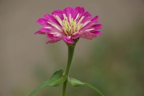 summer flower bud