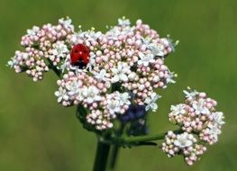 ladybug on the blossom