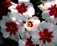 Beautiful blooming red and white primrose flowers