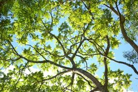 Green leaved tree in a forest