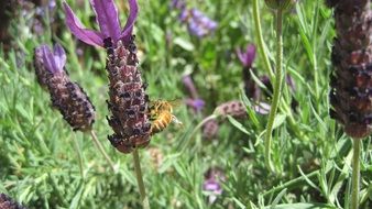 Insect on the lavender