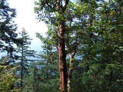 thickets of green trees in the forest