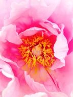 yellow stamens in a pink peony bud