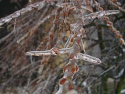 winter frozen branches