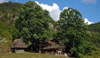 farm in the mountains among the trees