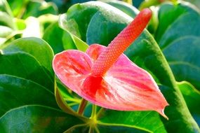 Laceleaf in the greenhouse