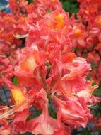 pink blooming azalea close-up