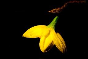 splendiferous yellow daffodil easter flower