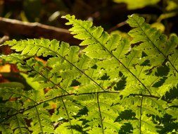 light green leaves of young fern