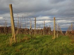 wine plant cultivation landscape