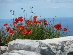 landscape of a bush of red poppies near a stone