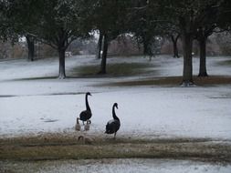 geese with ducklings on the snow in the park