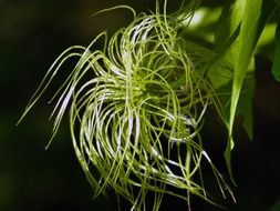 golden clematis like a wild plant