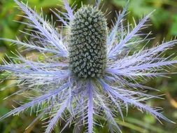 blooming purple thistle thistle flower