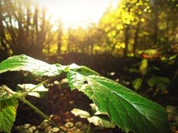 green leaf at sun