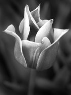 tulip flower, black and white