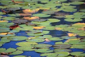 water lily plants in pond scene