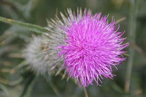 fluffy purple thistle flower grows in nature