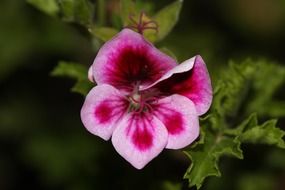 spring flower in the garden close-up