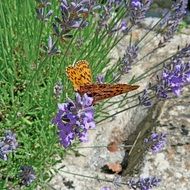 aglae butterfly on lavender flowers on a sunny day