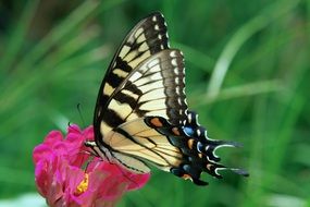 swallowtail butterfly nature