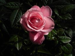 rose among dark green leaves