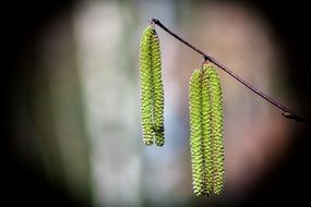 birch catkins on a thin tree branch