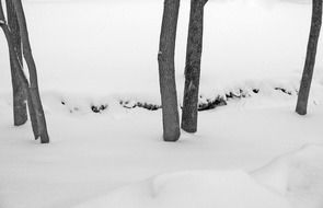 creek snow trees