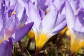 violet crocus flowers macro