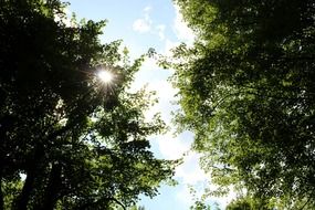 bright sun through the crown of a tree