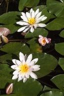 white water lilies nymphaea