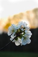 cherry blossom branch close