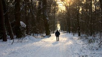 track in the winter forest
