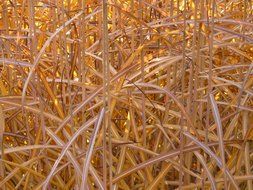 miscanthus in the blink of gold