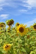 ripening sunflowers in field