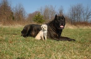 big black dog and little white porter