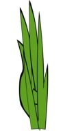isolated blades of grass on a white background