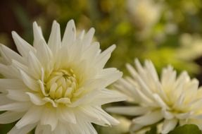 bunch of white flowers close-up
