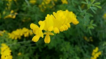 cute yellow spring flowers