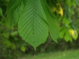 green beech leaves close up