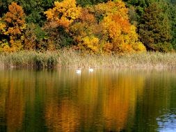 beautiful lake landscape with two swans and forest in the background in autumn