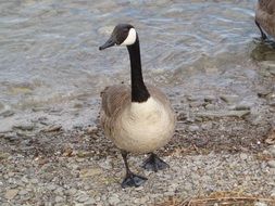 canadian wildlife goose