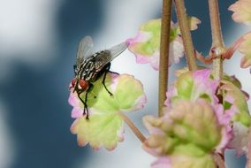 fly on a yellow flower closeup