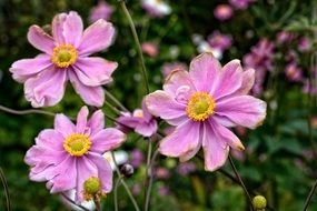 Anemone - kind of perennial flowering plants