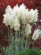 fluffy pampas grass in a garden