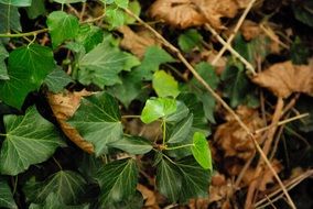 irresistible ivy leaves